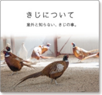 きじについて
